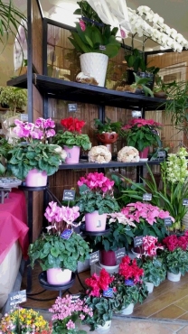 「花園」　（愛媛県松山市）の花屋店舗写真2